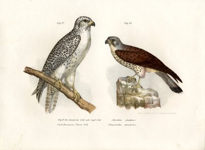 Icelandic Gyrfalcon by German School
